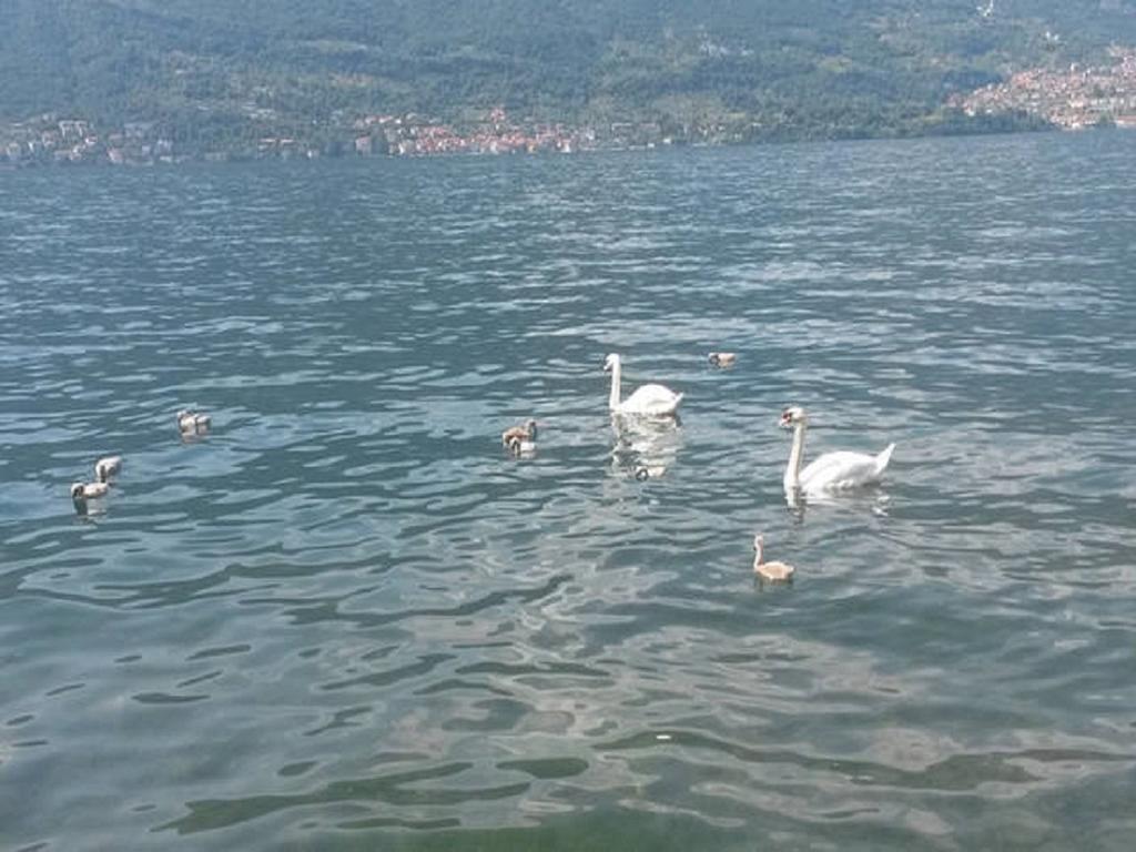 Appartamento vista Lago - Betta Lezzeno Esterno foto