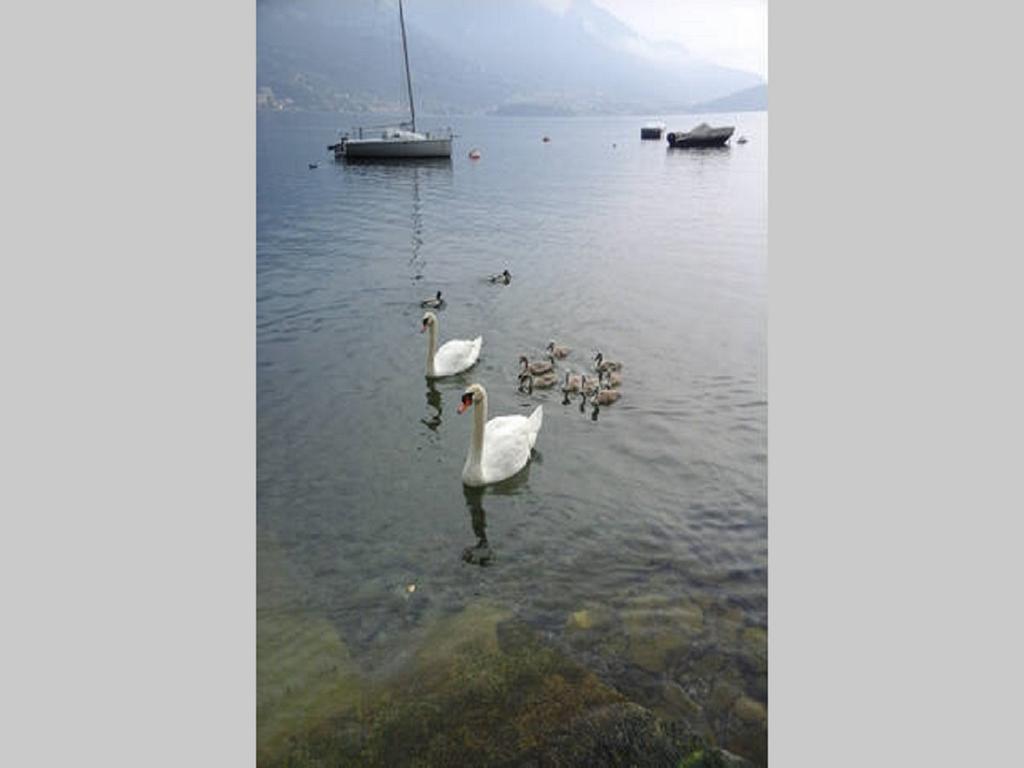 Appartamento vista Lago - Betta Lezzeno Esterno foto